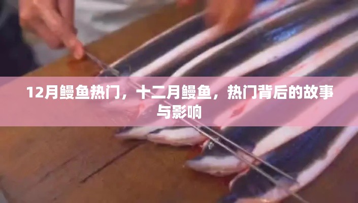 十二月鳗鱼热潮，背后的故事与深远影响