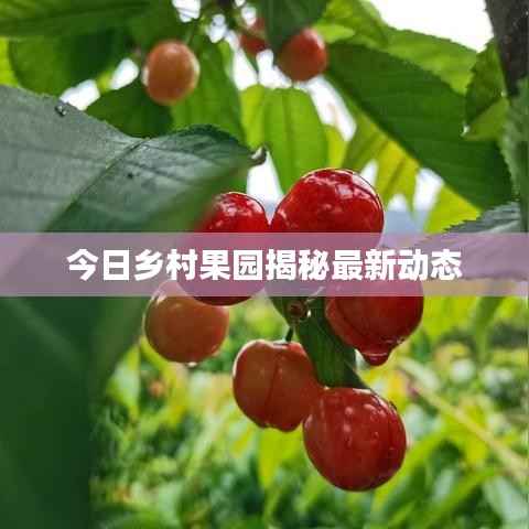 今日乡村果园揭秘最新动态